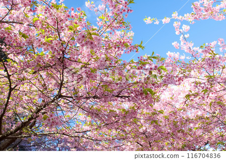 Kawazu cherry blossoms in full bloom with blue sky 116704836