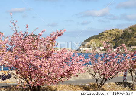 Kawazu cherry blossoms blooming on the beach 116704837