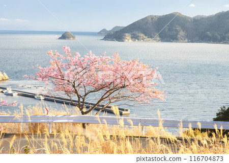 河津櫻花在海岸邊盛開 116704873