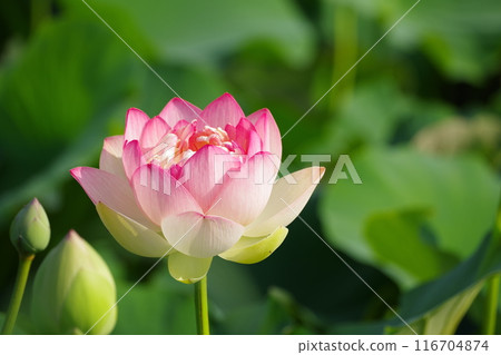 開蓮花 116704874