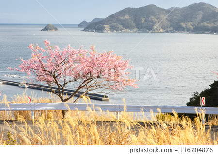 Kawazu cherry blossoms blooming along the seaside road Kawazu cherry blossoms blooming along the seaside road 116704876
