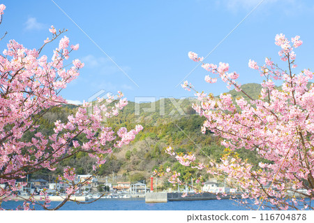 Kawazu cherry blossoms blooming near the fishing port Kawazu cherry blossoms blooming near the fishing port 116704878