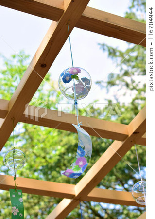 Wind morning glory 116704944