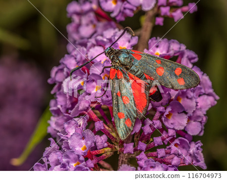 Transalpine burnet moth sitting on buddleia flowers Transalpine burnet moth sitting on buddleia flowers 116704973