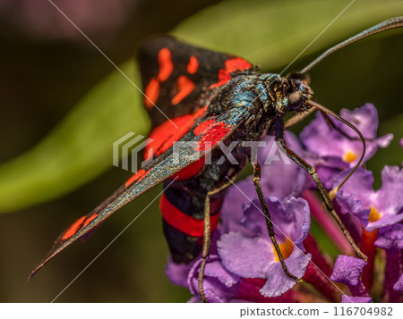 Transalpine burnet moth sitting on buddleia flowers Transalpine burnet moth sitting on buddleia flowers 116704982