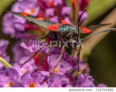 Transalpine burnet moth sitting on buddleia flowers Transalpine burnet moth sitting on buddleia flowers 116704986