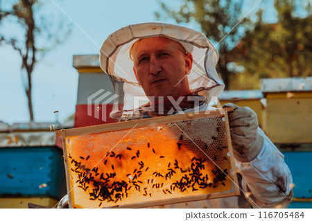 Beekeeper checking honey on the beehive frame in the field. Small business owner on apiary. Natural healthy food produceris working with bees and beehives on the apiary. 116705484