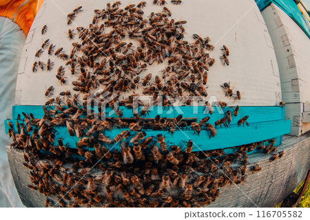 Close up photo of bees hovering around the hive carrying pollen Close up photo of bees hovering around the hive carrying pollen 116705582