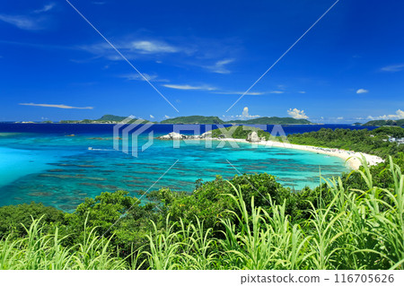 Okinawa, Kerama Islands, Tokashiki Island, blue sea and sugar cane Okinawa, Kerama Islands, Tokashiki Island, blue sea and sugar cane 116705626