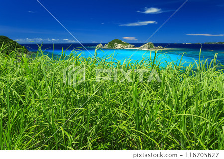 Okinawa, Kerama Islands, Tokashiki Island, blue sea and sugar cane 116705627