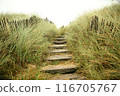 path to the beach 116705767