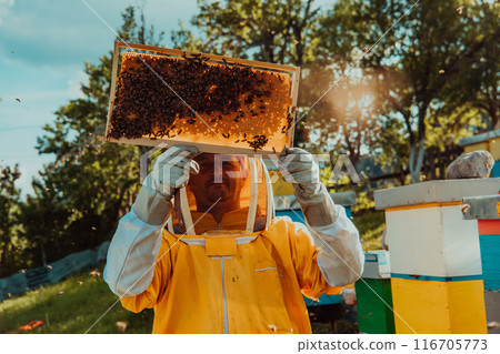Beekeepers check the honey on the hive frame in the field. Beekeepers check honey quality and honey parasites. A beekeeper works with bees and beehives in an apiary. 116705773