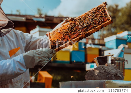 Beekeeper holding the beehive frame filled with honey against the sunlight in the field full of flowers 116705774