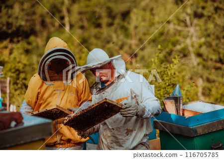 Beekeepers checking honey on the beehive frame in the field. Small business owners on apiary. Natural healthy food produceris working with bees and beehives on the apiary. Beekeepers checking honey on the beehive frame in the field. Small business owners on apiary. Natural healthy food produceris working with bees and beehives on the apiary. 116705785