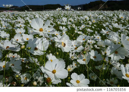 Cosmos field Cosmos field 116705856
