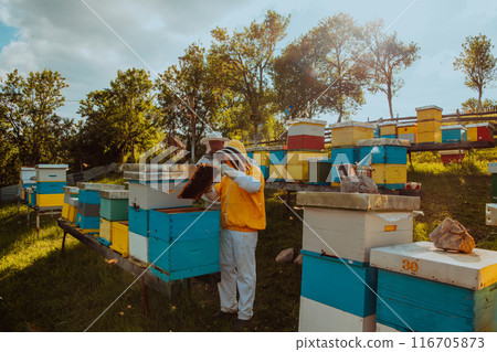 Beekeepers checking honey on the beehive frame in the field. Small business owners on apiary. Natural healthy food produceris working with bees and beehives on the apiary. Beekeepers checking honey on the beehive frame in the field. Small business owners on apiary. Natural healthy food produceris working with bees and beehives on the apiary. 116705873