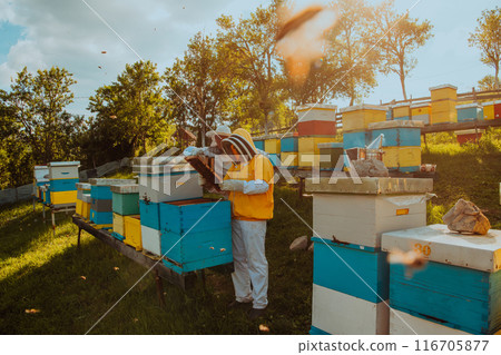 Beekeepers checking honey on the beehive frame in the field. Small business owners on apiary. Natural healthy food produceris working with bees and beehives on the apiary. 116705877