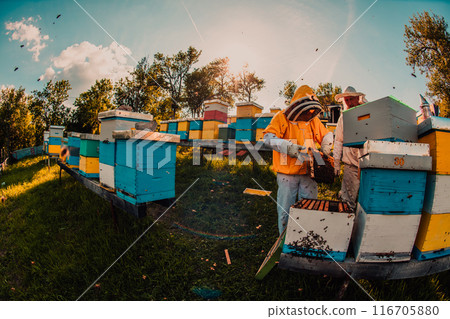 Beekeeper checking honey on the beehive frame in the field. Beekeeper on apiary. Beekeeper is working with bees and beehives on the apiary. 116705880