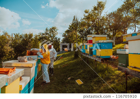 Beekeepers checking honey on the beehive frame in the field. Small business owners on apiary. Natural healthy food produceris working with bees and beehives on the apiary. 116705910