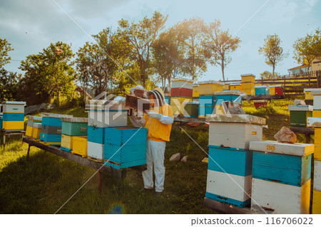 Beekeepers checking honey on the beehive frame in the field. Small business owners on apiary. Natural healthy food produceris working with bees and beehives on the apiary. 116706022