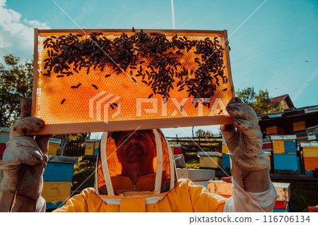 Wide shot of a beekeeper holding the beehive frame filled with honey against the sunlight in the field full of flowers 116706134