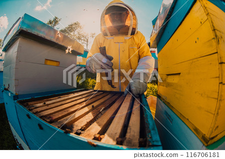 Beekeeper checking honey on the beehive frame in the field. Small business owner on apiary. Natural healthy food produceris working with bees and beehives on the apiary. 116706181