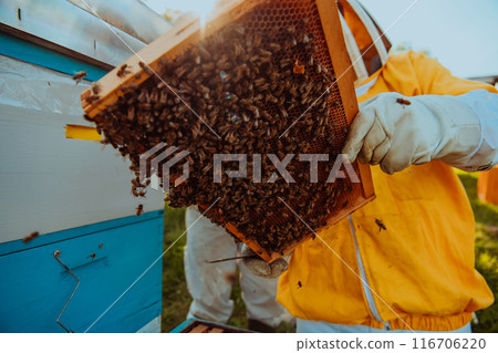 Beekeeper checking honey on the beehive frame in the field. Beekeeper on apiary. Beekeeper is working with bees and beehives on the apiary. Beekeeper checking honey on the beehive frame in the field. Beekeeper on apiary. Beekeeper is working with bees and beehives on the apiary. 116706220