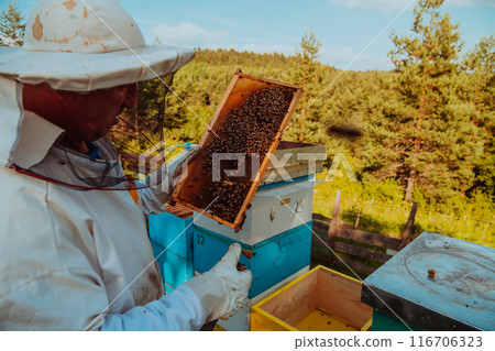 Beekeeper checking honey on the beehive frame in the field. Small business owner on apiary. Natural healthy food produceris working with bees and beehives on the apiary. 116706323