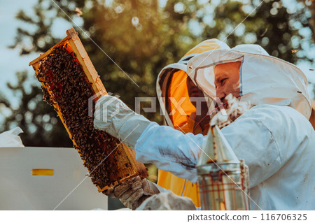 Beekeepers checking honey on the beehive frame in the field. Small business owners on apiary. Natural healthy food produceris working with bees and beehives on the apiary. 116706325