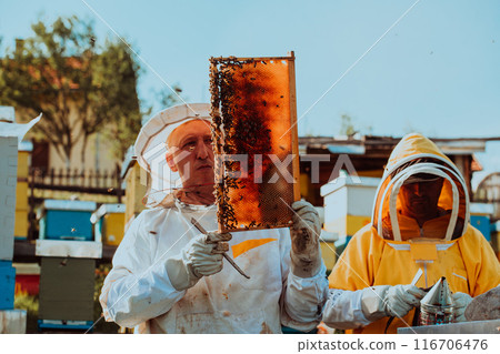 Beekeepers checking honey on the beehive frame in the field. Small business owners on apiary. Natural healthy food produceris working with bees and beehives on the apiary. 116706476