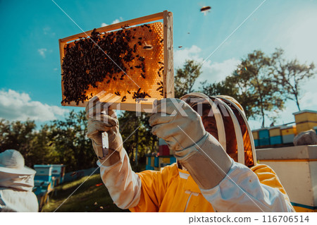 Wide shot of a beekeeper holding the beehive frame filled with honey against the sunlight in the field full of flowers 116706514