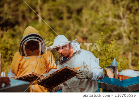 Beekeepers checking honey on the beehive frame in the field. Small business owners on apiary. Natural healthy food produceris working with bees and beehives on the apiary. 116706559