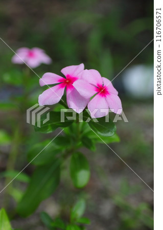 粉紅色的長春花 粉紅色的長春花 116706571