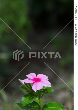 粉色和紅色長春花 粉色和紅色長春花 116706572