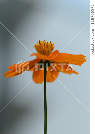 橙色宇宙花瓣 橙色宇宙花瓣 116706575