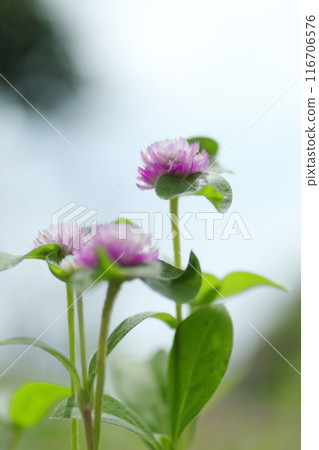 漂亮的百合花 漂亮的百合花 116706576