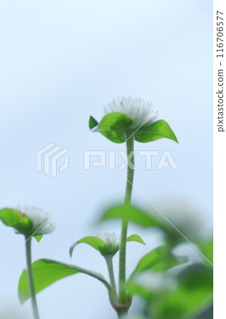一朵百合花向著天空綻放 一朵百合花向著天空綻放 116706577