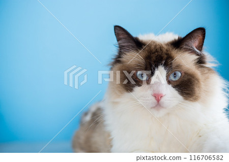 portrait of a beautiful young healthy Ragdoll cat 116706582