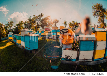 Beekeeper checking honey on the beehive frame in the field. Beekeeper on apiary. Beekeeper is working with bees and beehives on the apiary. 116706602