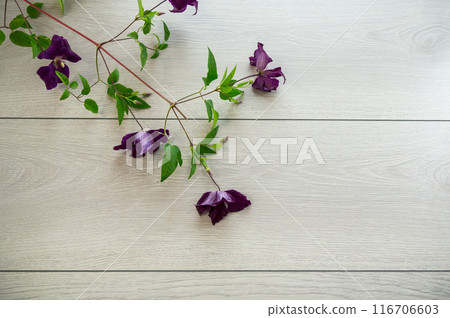 branch of blooming purple clematis, on a light wooden table 116706603