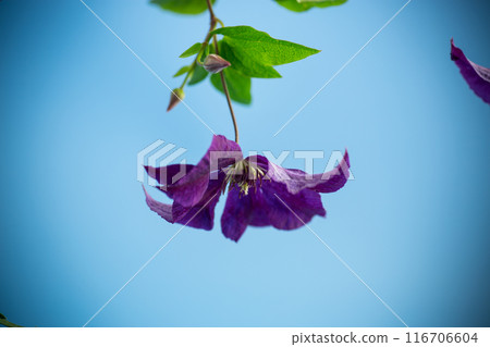 branch of blooming purple clematis, isolated on blue background 116706604