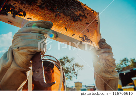 Wide shot of a beekeeper holding the beehive frame filled with honey against the sunlight in the field full of flowers 116706610