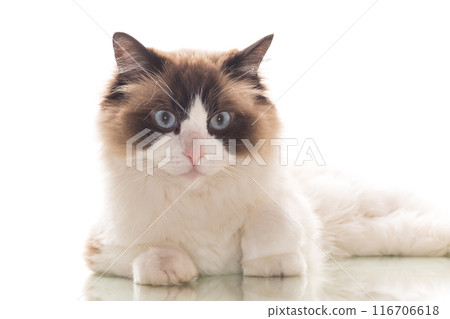 Beautiful young healthy Ragdoll cat on a white background. Beautiful young healthy Ragdoll cat on a white background. 116706618