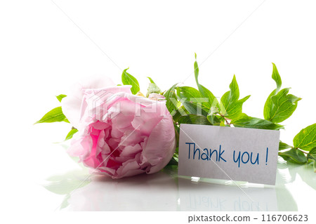 Pink tree peony flower, isolated on white background 116706623