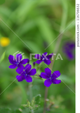 Small sweet violet flower 116706632