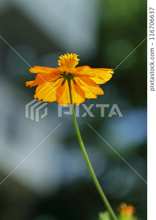 公園裡盛開的橘色波斯菊 116706637