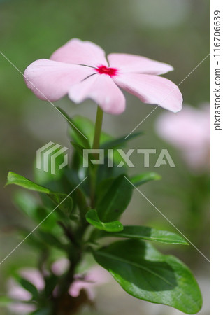 粉紅色和紅色的長春花 粉紅色和紅色的長春花 116706639