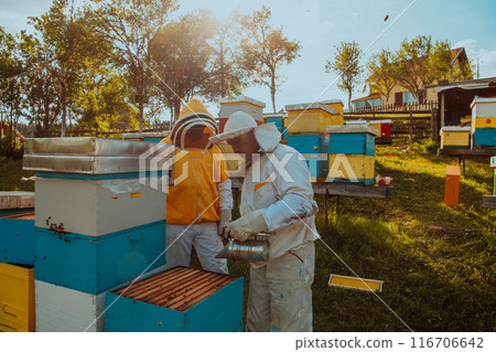 Beekeepers checking honey on the beehive frame in the field. Small business owners on apiary. Natural healthy food produceris working with bees and beehives on the apiary. Beekeepers checking honey on the beehive frame in the field. Small business owners on apiary. Natural healthy food produceris working with bees and beehives on the apiary. 116706642