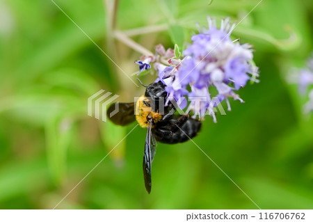 Carpenter bee Carpenter bee 116706762