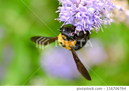 Carpenter bee 116706764